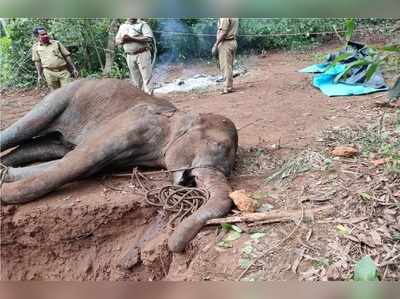 ​ಕೇರಳದಲ್ಲಿ ಗರ್ಭಿಣಿ ಆನೆ ಹತ್ಯೆ: ಅನಾಮಿಕ ವ್ಯಕ್ತಿಗಳ ವಿರುದ್ಧ ಎಫ್‌ಐಆರ್‌ ದಾಖಲು