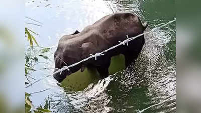 त्या हत्तीणीच्या क्रूर मारेकऱ्यांना सोडणार नाही; केंद्र सरकारनेही घेतली गंभीर दखल