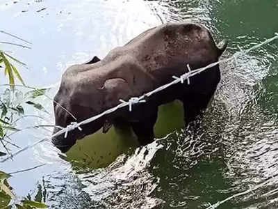 त्या हत्तीणीच्या क्रूर मारेकऱ्यांना सोडणार नाही; केंद्र सरकारनेही घेतली गंभीर दखल