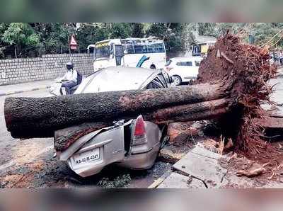 ಅಭಿವೃದ್ದಿಗಾಗಿ ಬೇರುಗಳಿಗೆ ಕೊಡಲಿ, ಗಾರ್ಡನ್‌ ಸಿಟಿಯ ವೃಕ್ಷಗಳು ಬಲಿ!