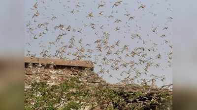 வெட்டுக்கிளிகளை விரட்ட இதைப் பண்ணுங்க - யோகி ஐடியாவை ஃபாலோ செய்கிறதா உ.பி?