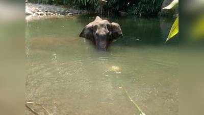 Elephant Killed In Kerala: CM पिनराई विजयन बोले- तीन संदिग्‍धों पर नजर, कड़ी सजा दिलाएंगे
