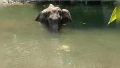 கர்ப்பிணி யானையைக் கொலை செய்தது 3பேர்... முதல்வர் தகவல்!