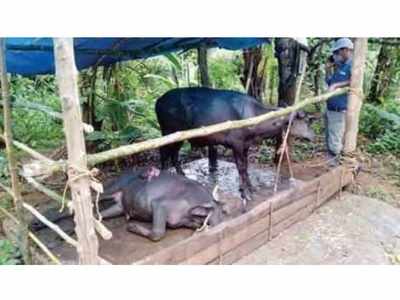 പാലക്കാടിന് പിന്നാലെ  കണ്ണൂരിലും കണ്ണില്ലാത്ത ക്രൂരത: വയർ കുത്തിപ്പിളർന്ന് രണ്ട് എരമക്കുട്ടികളെ കൊന്നു!