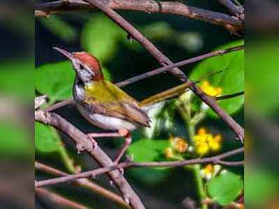 लॉकडाउनमध्ये दुर्मिळ पक्ष्यांचे दर्शन