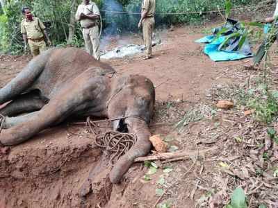 கர்ப்பிணி யானை செத்தது எப்படி? இறுதி அறிக்கை வெளியீடு!