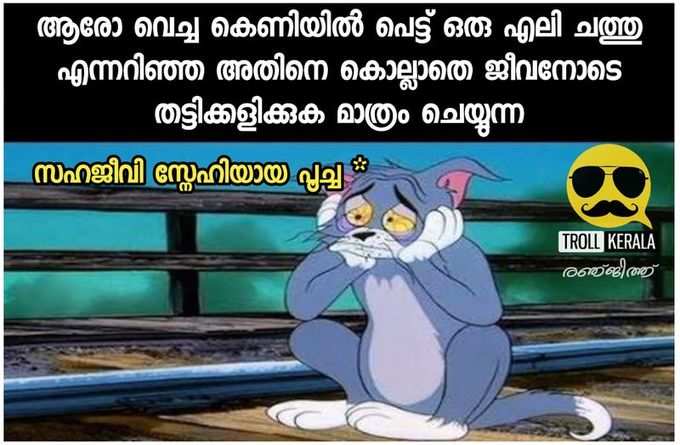 പാവം പൂച്ചകള്‍ എന്ത്‌ ചെയ്യുമോ ആവോ