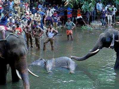 പാലക്കാട് കാട്ടാന ചെരിഞ്ഞ സംഭവം; ഒരാൾ അറസ്റ്റിൽ