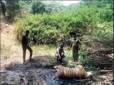 ಲಾಕ್‌ಡೌನ್ ವೇಳೆ ಹುಲಿ ಸಾವಿನ ರಹಸ್ಯ ಭೇದಿಸಿದ ಬೆಂಗಳೂರಿನ ವನ್ಯಜೀವಿ ಪತ್ತೆದಾರಿಗಳು!