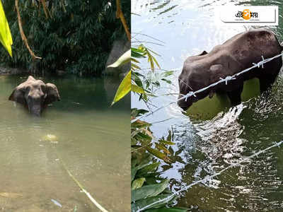 ঝলসে যাওয়া মুখ-গলা নিয়ে ১৪ দিন নদীতেই ছিল কেরালার হাতি, খায়নি কিছু