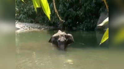 मृत्यूपूर्वी हत्तीण १४ दिवस होती उपाशी, शवविच्छेदनात सत्य उघड