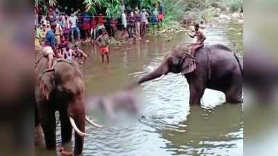 কেরালায় হাতি খুনে অবশেষে গ্রেফতার ১, বাকিদের খোঁজে চলছে তল্লাশি