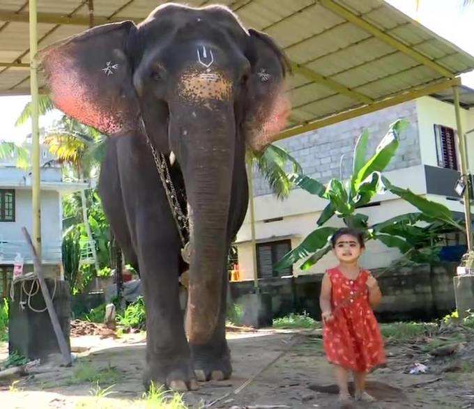 സമൂഹമാധ്യമങ്ങളിൽ തരംഗമായ ഉമ ആനയും ഭാമക്കുട്ടിയും