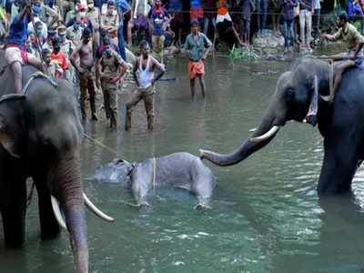 கர்ப்பிணி யானை கொல்லப்பட்ட வழக்கு; களத்தில் இறங்கியது தேசிய பசுமை தீர்பாயம்!