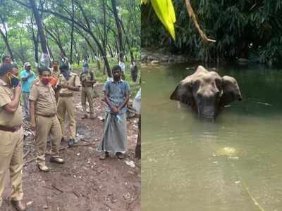 ഗര്‍ഭിണിയായ കാട്ടാന ചരിഞ്ഞ സംഭവം: കെണിയൊരുക്കിയത് പന്നിക്ക്, കുടുങ്ങിയത് ആന!! മുഖ്യപ്രതികള്‍ ഒളിവിൽ