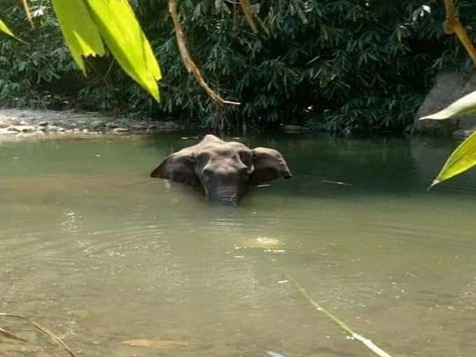 elephant kerala