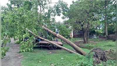 বৃক্ষরোপণে বাধা করোনার দাপট