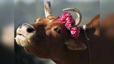 केरल की हथिनी जैसी घटना अब हिमाचल प्रदेश में, गाय को खिलाया विस्फोटक, उड़ा जबड़ा