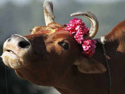 केरल की हथिनी जैसी घटना अब हिमाचल प्रदेश में, गाय को खिलाया विस्फोटक, उड़ा जबड़ा