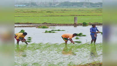 खेतों में जरूरत, यूपी-बिहार लौट गए प्रवासी मजदूरों को लाखों खर्च कर वापस बुला रहे पंजाब के किसान