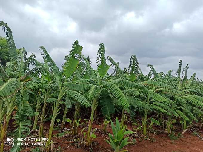 ಬಾಳೆಗೊನೆ ಕಳ್ಳತನ