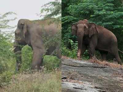 കാട്ടാന ഭീഷണിക്ക് അറുതിയില്ല; കിഴക്കഞ്ചേരിയിലെ മലയോര മേഖല ഭീതിയിൽ! അധികൃതര്‍ അനങ്ങുന്നില്ലെന്ന് പരാതി