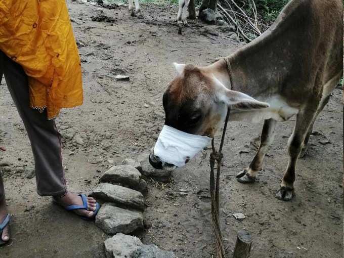 बिलासपुर में गाय का जबड़ा टूट गया