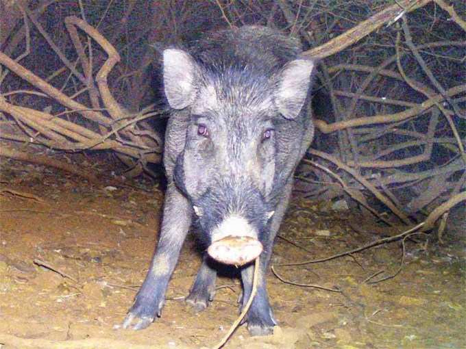 जंगली सुअरों को मारने के लिए क्रूड बम का इस्तेमाल