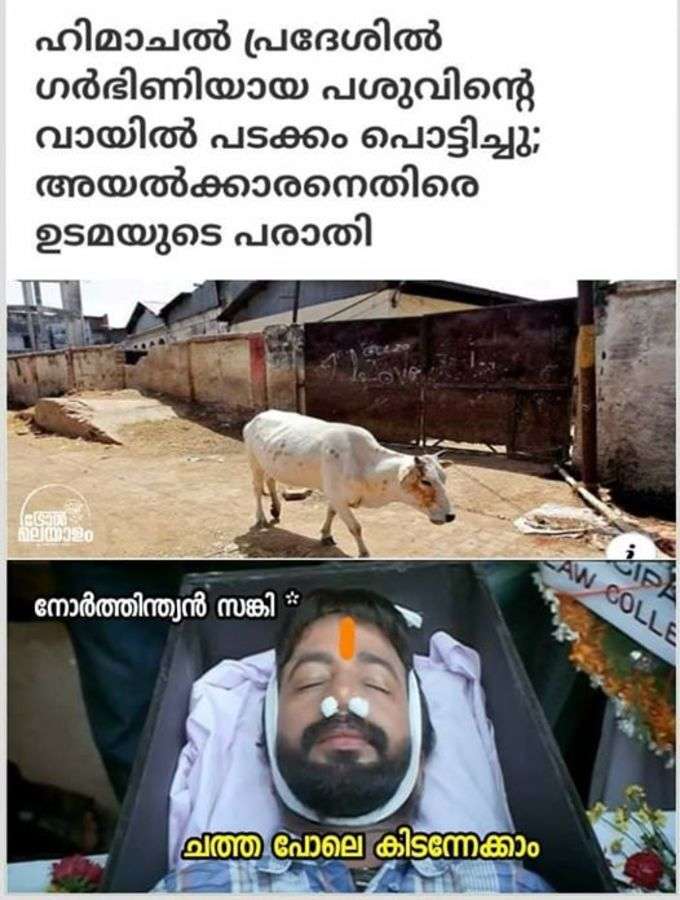 ​ആന ആയിരുന്നു എങ്കില്‍ ഇപ്പോ പറയാം