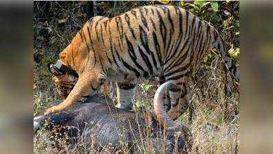 पीलीभीतः लोगों के बीच से युवक का सिर खींचकर ले गया बाघ, गुस्साए लोगों ने की जमकर तोड़फोड़