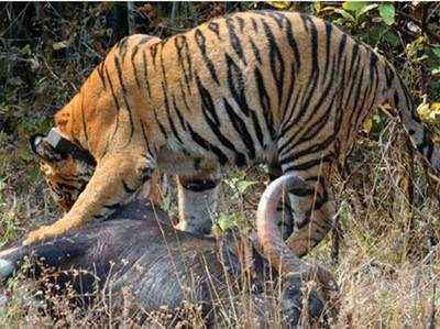 पीलीभीतः लोगों के बीच से युवक का सिर खींचकर ले गया बाघ, गुस्साए लोगों ने की जमकर तोड़फोड़