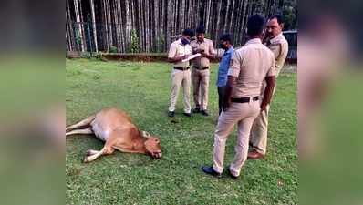 ಚಿಕ್ಕಮಗಳೂರಲ್ಲಿ ಹಲಸಿನ ಹಣ್ಣಿಗೆ ವಿಷ ಬೆರೆಸಿ 3 ಹಸುಗಳ ಹತ್ಯೆ!