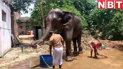 केरल का धब्बा बिहार में मिटाने की बड़ी कोशिश... हाथियों के नाम लिखी पूरी जायदाद