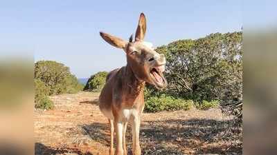 ಕತ್ತೆಯೊಂದನ್ನು ಬಂಧಿಸಿ, ಎಫ್‌ಐಆರ್‌ ದಾಖಲಿಸಿ, ಠಾಣೆ ಮುಂದೆ ಕಟ್ಟಿಹಾಕಿದ ಪಾಕಿಸ್ತಾನ ಪೊಲೀಸರು!