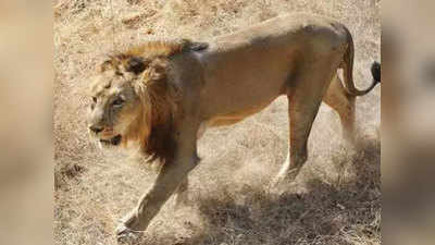गुजरात बना 674 एशियाई शेरों का घर, 29 फीसदी हुई बढ़ोतरी
