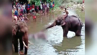 केरल हथिनी हत्याकांड: तीन गिरफ्तार आरोपियों ने कहा- हाथी नहीं, जंगली सुअर के लिए लगाए पटाखे