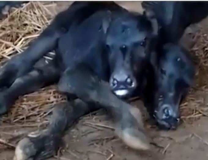 calf born with two heads