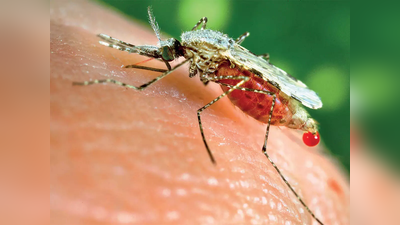 मच्‍छरों के थूक से बनेगी सुपर वैक्‍सीन, डेंगू जैसी कई बीमारियों का होगा खात्‍मा: शोध