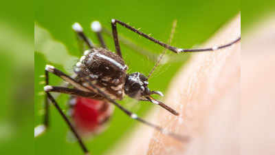 मच्छरांच्या थुंकीपासून सुपर लस; संसर्गजन्य आजारावर प्रभावी ठरणार!