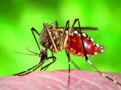 Stay Safe From Mosquitoes: मच्छर भगाने के केमिकल फ्री और प्राकृतिक तरीके