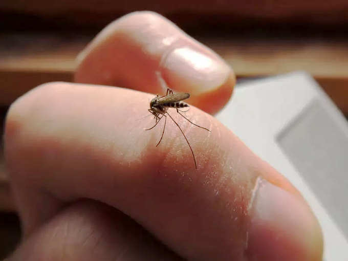 mosquito1