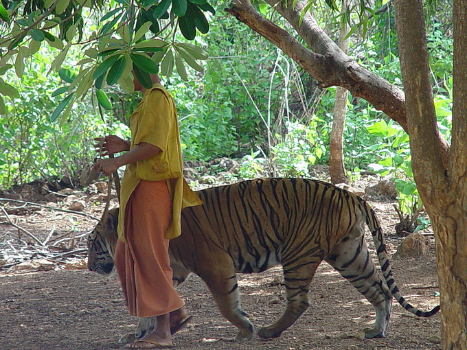 Tiger Temple