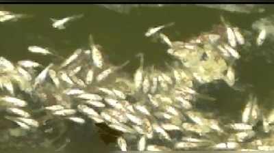 जहरीले पदार्थ से तालाब में मछलियों के 25 हजार बच्चे मरे, हड़कंप