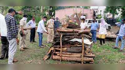 ओढरे शिवारात मृतावस्थेत आढळला बिबट्या