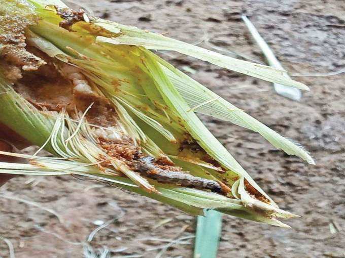 ​ಮುನ್ನೆಚ್ಚರಿಕಾ ಕ್ರಮ