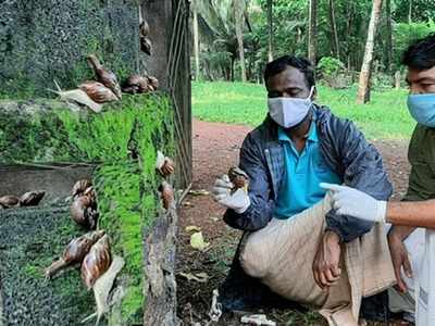 ചുമരിലും മതിലിലും ചെടികളിലും ആഫ്രിക്കന്‍ ഒച്ചുകള്‍! ദുരിതത്തിലാണ് കൂരട ഗ്രാമം!