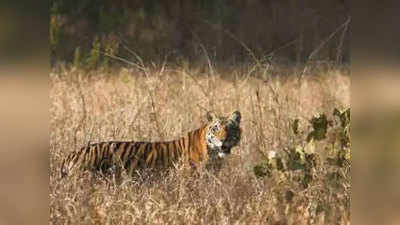 ताडोबात वाघाचे २ बछडे आढळले मृतावस्थेत; त्या शक्यतेने खळबळ