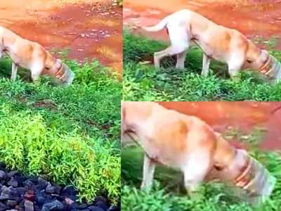 കുപ്പിക്കുള്ളിൽ തല കുടുങ്ങി; ഭക്ഷണം കഴിക്കാനാകാതെ തെരുവ് നായ അലഞ്ഞത് ഒരാഴ്ച