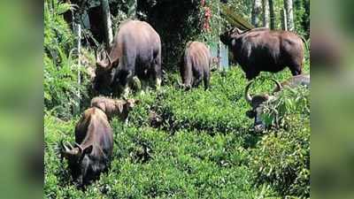 ತುಮಕೂರು: ಕಾಡುಪ್ರಾಣಿಗಳಿಂದ ಬೆಳೆ ಹಾನಿ, ವರ್ಷ ಕಳೆದರೂ ರೈತರಿಗೆ ಸಿಗದ ಪರಿಹಾರ