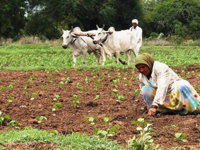 ​ವಿಜಯಪುರ: 2.65 ಲಕ್ಷ ಹೆಕ್ಟೇರ್‌ ಬಿತ್ತನೆ ಗುರಿ